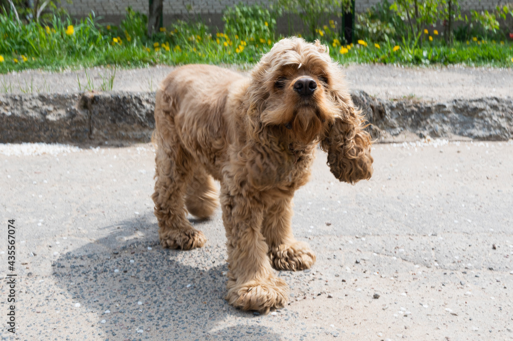Curly-haired cocker spaniel walking on a sunny day Curly-haired cocker spaniel walking on a sunny day