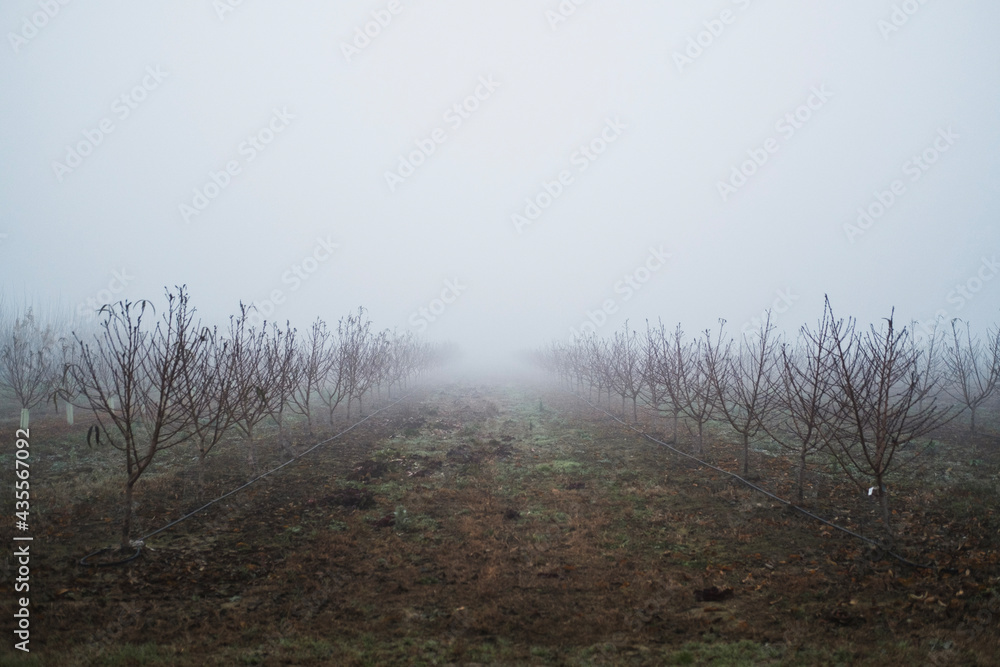 fog in the forest