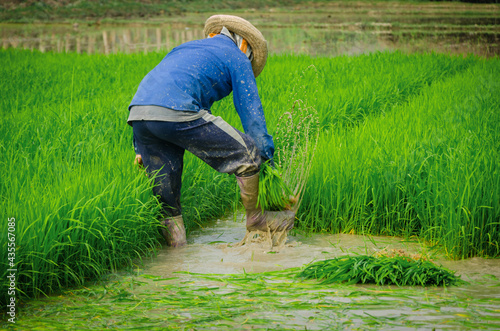 The farmer is pulling the seedlings Prepare to plant rice