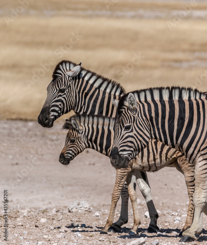 zebra family close up walking in savannah