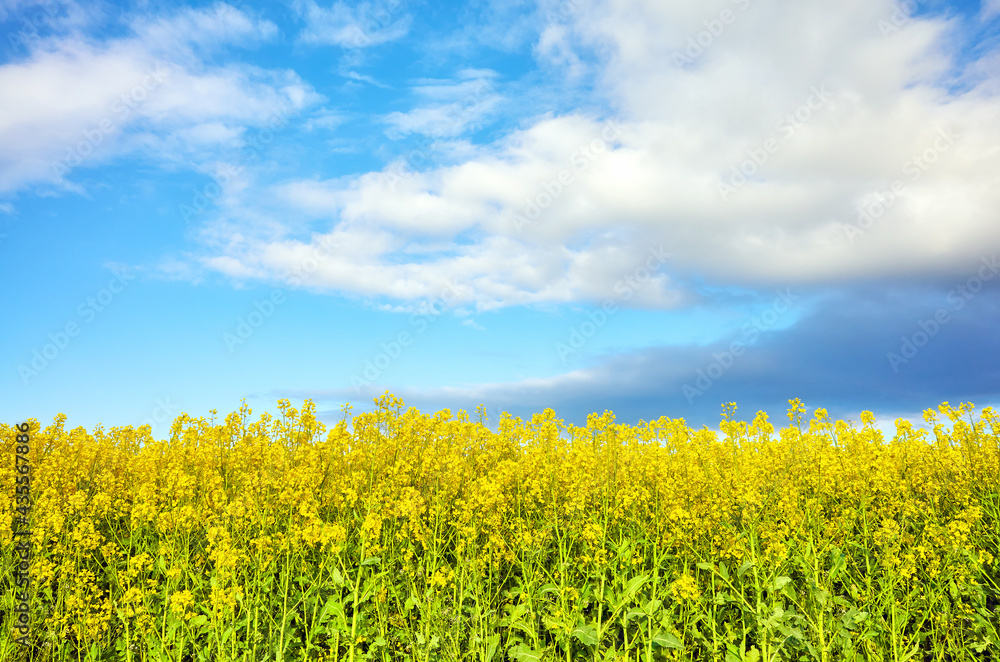 Obraz premium Field of rapeseed in blossom on a sunny day.