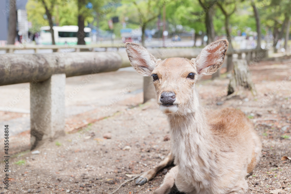 Deer relaxing in the grass, Nara Park