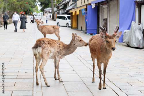 Deer wandering around Todaiji Temple, Nara, Japan, May 13, 2021.