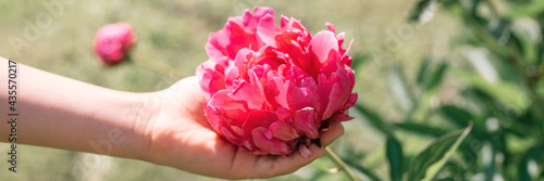 pink peony flower head in full bloom in a children hand on a background of blurred green leaves and grass in the floral garden on a sunny summer day. banner