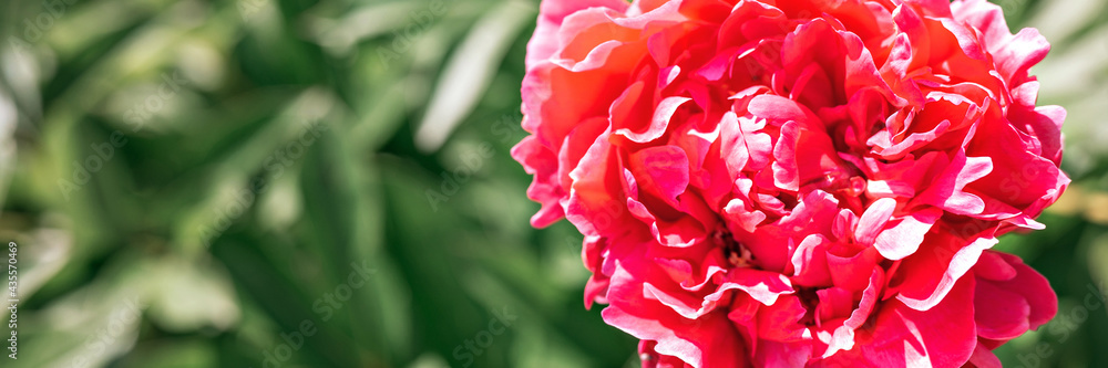 pink peony flower head in full bloom on a background of blurred green leaves and grass in the floral garden on a sunny summer day. banner