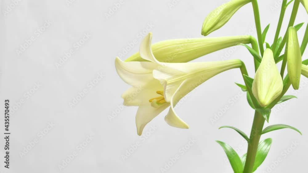 Time lapse of blooming white lily Time lapse of blooming white lily