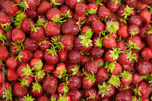 Strawberry red berries background top view