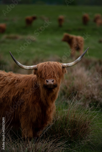 Szkocka krowa typu Highland na pastwisku