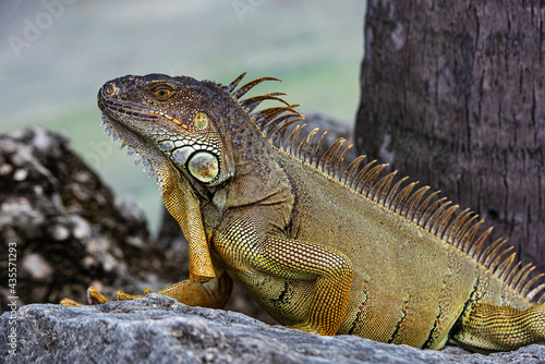 Closeup of green lizard iguana. Basking in the sun South Florida. © Volodymyr