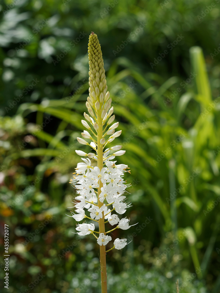 Fotka „(Eremurus himalaicus) Lis des steppes de l'Himalaya à fleurs — free download