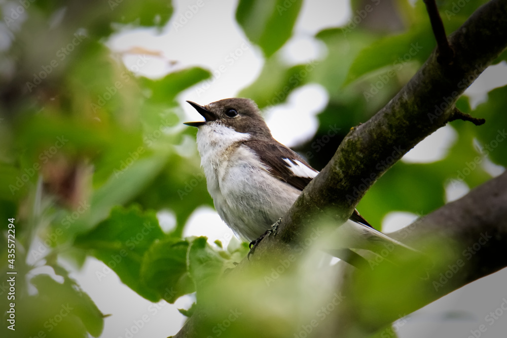 Fototapeta premium Singing Bird, Sparrow