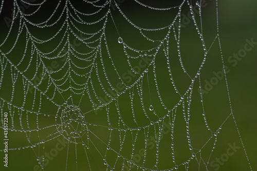 drops of water on the spider web