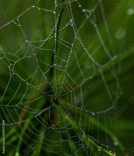 drops of water on the spider web