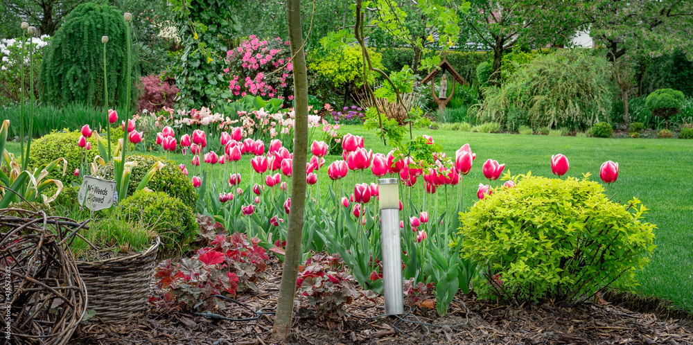 Fototapeta premium tulips in the garden