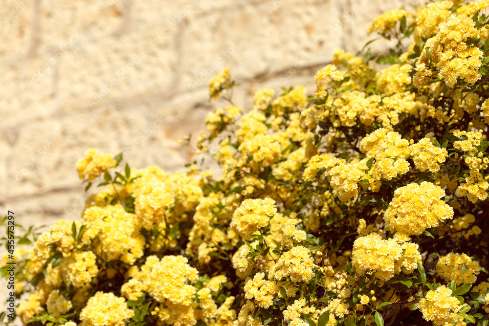 Bushes of yellow flowers on the stone wall for the background (Selective focus) Bushes of yellow flowers on the stone wall for the background (Selective focus)