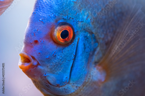Colorful fish from the spieces Symphysodon discus in aquarium. Closeup, selective focus.