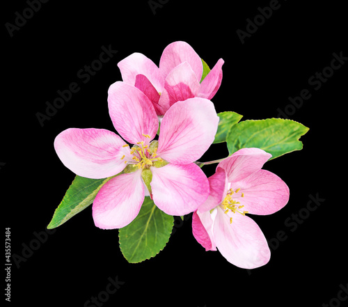 Apple tree blossom green leaves isolated black background