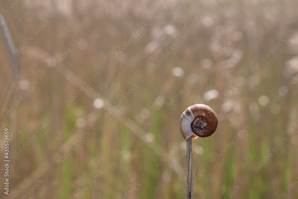 River spiral shell on a wildlife background. Copy space. River spiral shell on a wildlife background. Copy space.