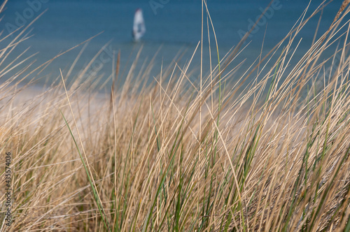 Dunes grass in the wind on the North Sea beach with many sand and blue sky