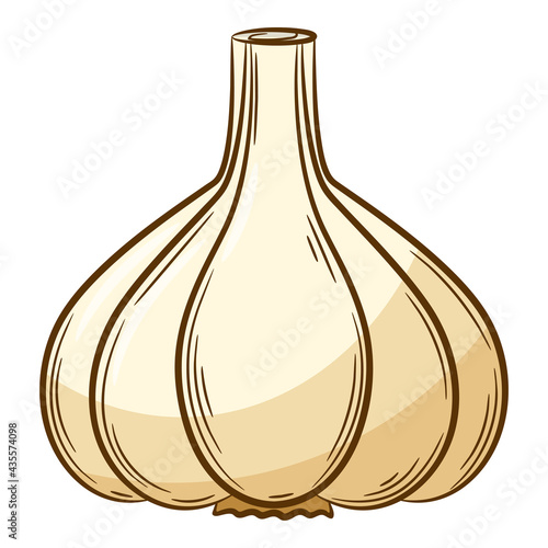 Head of garlic. A vegetable in a linear style, drawn by hand. Food ingredient, design element.Color vector illustration with outline. Isolated on a white background