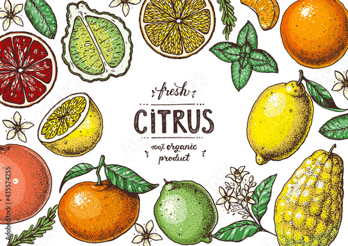 Fresh citrus frame. Hand drawn vector illustration. Organic food, citrus design template. Colored illustration. Citrus collection.