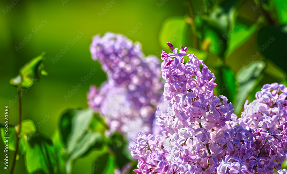 Art photo of lilac bush. Spring flowers - blooming lilac spring flowers. Spring natural blurred background. Soft focus. Art photo of lilac bush. Spring flowers - blooming lilac spring flowers. Spring natural blurred background. Soft focus.