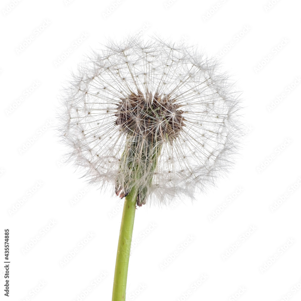 Dandelion flower on white color background
