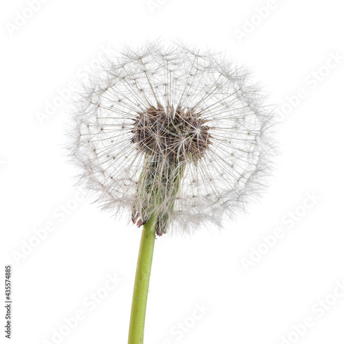 Dandelion flower on white color background 