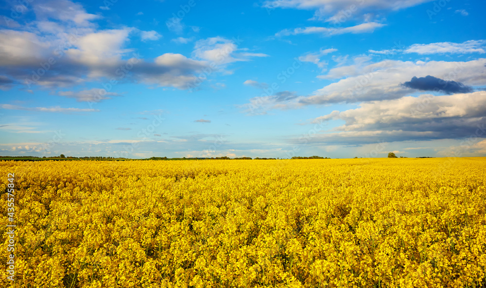 Panoramic view of a field of rapeseed in blossom on a sunny day.