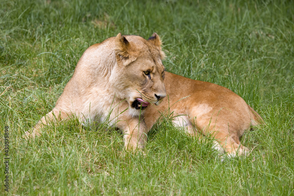 Obraz premium African lioness grooming