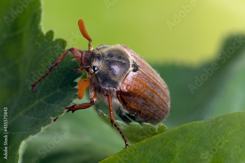 Fotografie cockchafer eating leaves