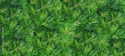 Green background of evergreen tree needles