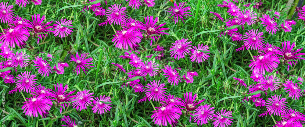 Obraz premium Delosperma cooperi pink sunny flowers