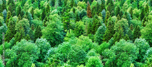 Aerial view of green forest trees