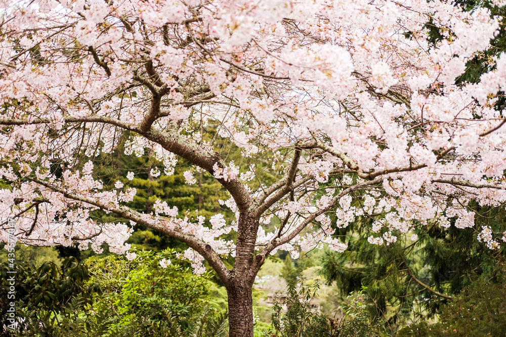 blossom blossom