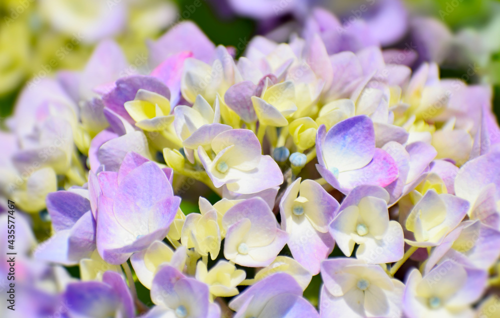 パープル色の紫陽花の花びら パープル色の紫陽花の花びら