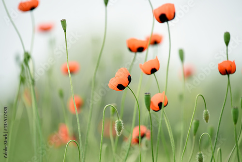 Delicate scarlet flowers of poppies on a green meadow. Soft selective focus. artistic photo.