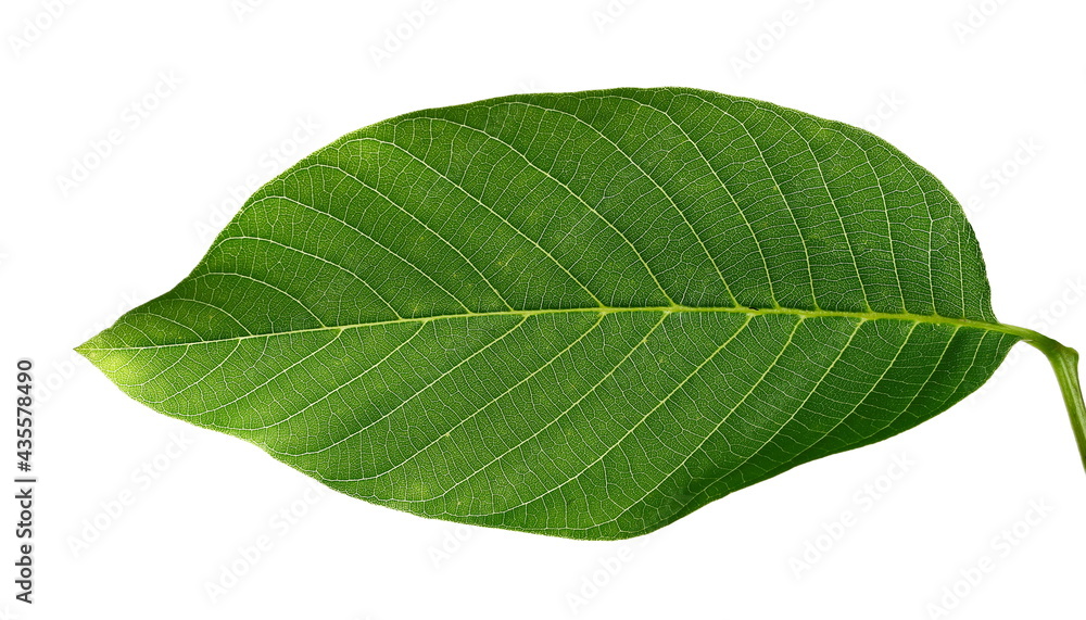 Green walnut leaf isolated on white background, clipping path Green walnut leaf isolated on white background, clipping path
