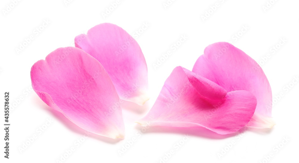 Scattered pink flower petals pile isolated on white background, closeup