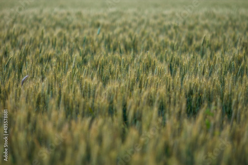 field of wheat © Taddeo