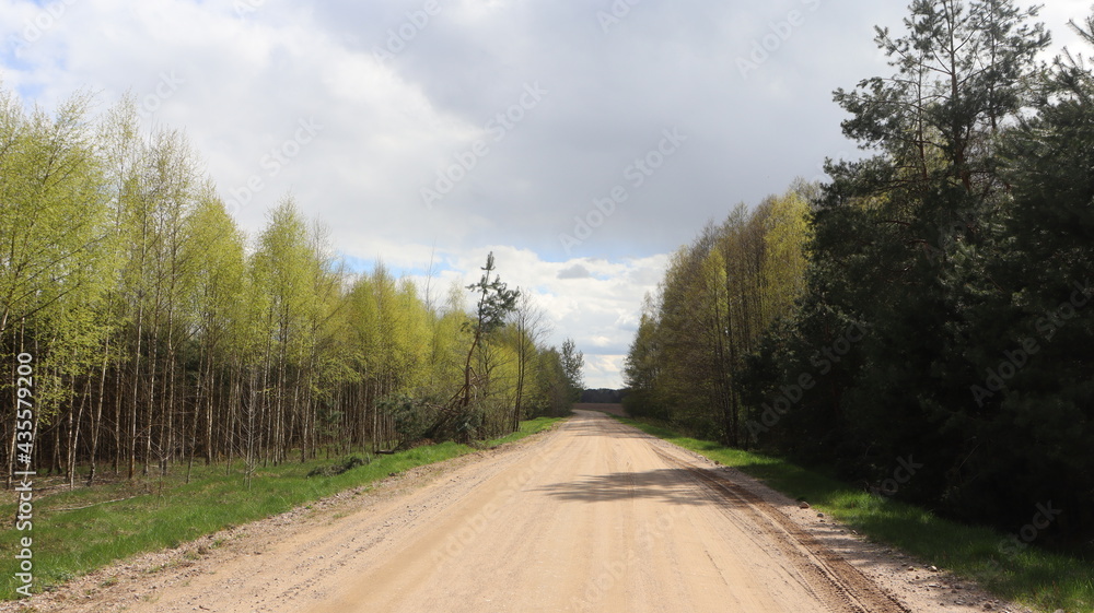 Obraz premium forest road in springtime