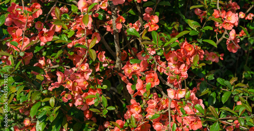 Japanese quince  Chaenomeles japonica  flowering in spring garden. Selective focus of close-up red flowers quince. Interesting nature concept for design.