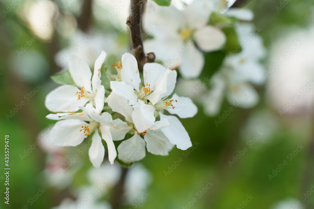 Apple tree white flowers and leaves on spring time Apple tree white flowers and leaves on spring time