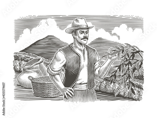 Coffee plantation landscape, farmer harvests arabica coffee berries or beans. Coffee trees and branch, basket and bag. Engraving or etching vintage style black and white vector illustration. 