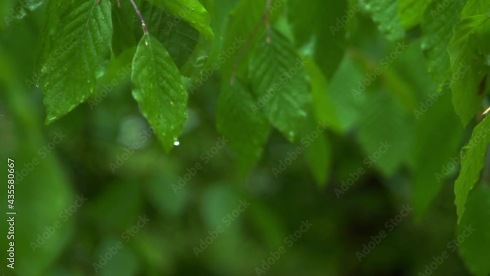 rain drops on a green leaf. breech leaves during rainy weather in the garden rain drops on a green leaf. breech leaves during rainy weather in the garden
