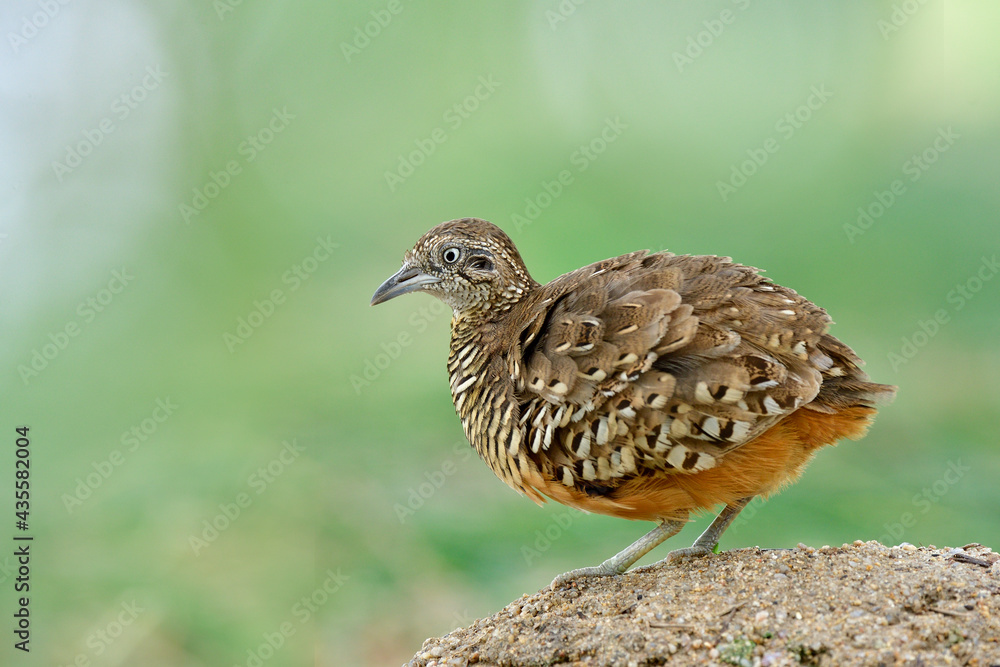lovely brown camouflage making puffy feathers while standing over dirt pole in its habitation spot over fine blur green background in nature, male of Barred Buttonquail lovely brown camouflage making puffy feathers while standing over dirt pole in its habitation spot over fine blur green background in nature, male of Barred Buttonquail