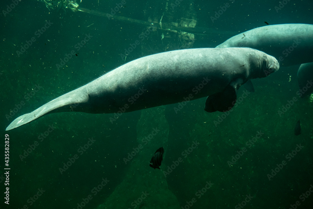 Fototapeta premium Big adult manatee swimming inside aquarium
