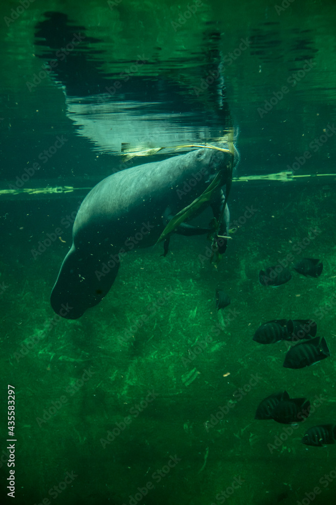 Fototapeta premium Big adult manatee swimming and eating inside aquarium