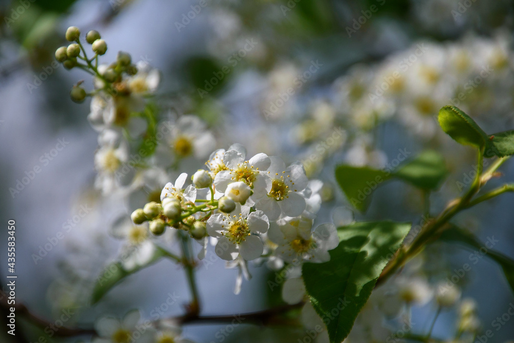 tree flowers