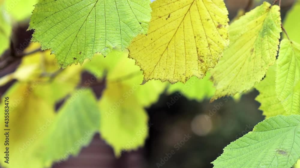 Fall, autumn, leaves background. A tree branch with autumn leaves on a blurred background. Landscape in autumn season. Fall, autumn, leaves background. A tree branch with autumn leaves on a blurred background. Landscape in autumn season.
